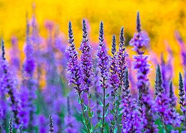 《使命召唤：战区手游》似乎延期了 但仍在今年发售